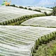 non woven Plant cover